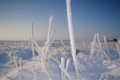 feb-2012-dedgum-5